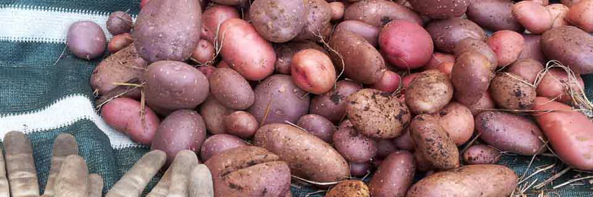 Growing potatoes in small spaces