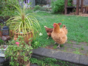 Backyard Chickens