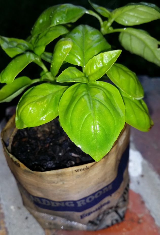 basil seeds growing pots seedlings newspaper become pot