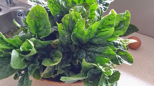Spinach grown by My Green Garden