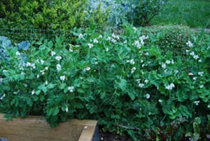 Peas