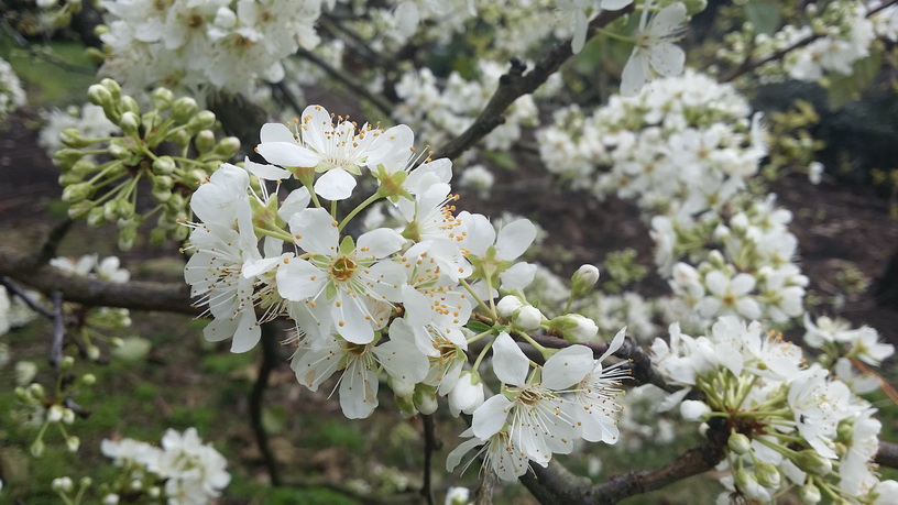 Spring blossoms on the plum