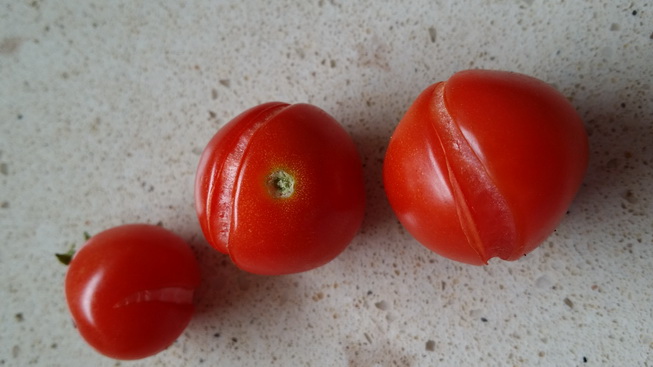 Tomato problems My Green Garden