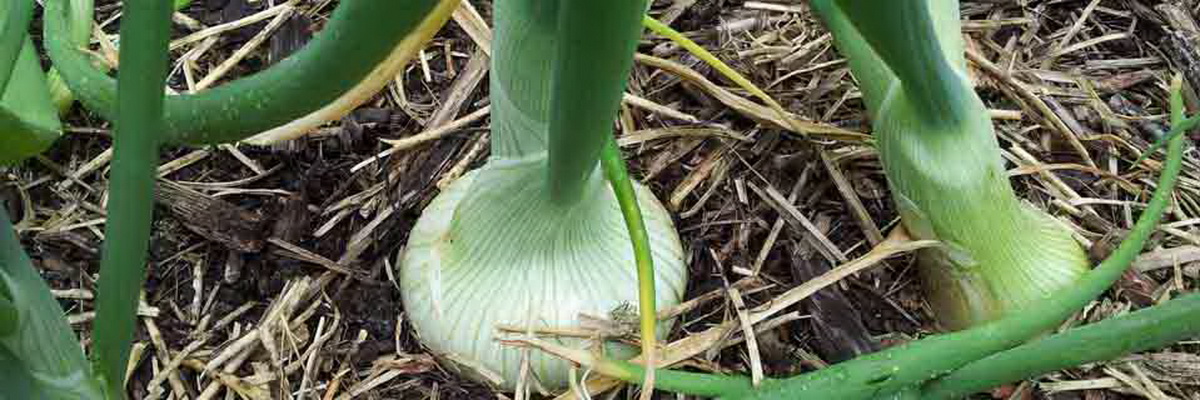 Vegetables - Beyond the Basics workshops