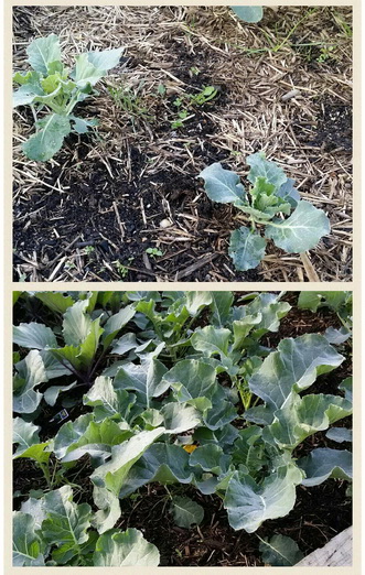 Vegetables grown without and with compost