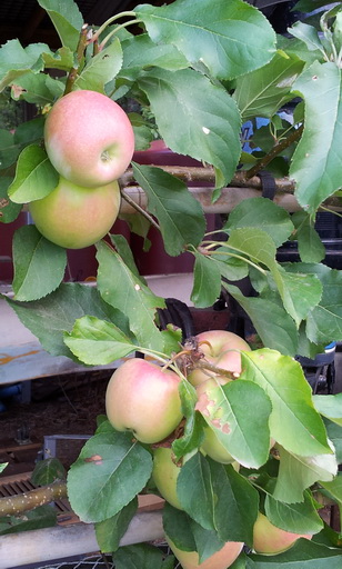 Espalier Apples My Green Garden