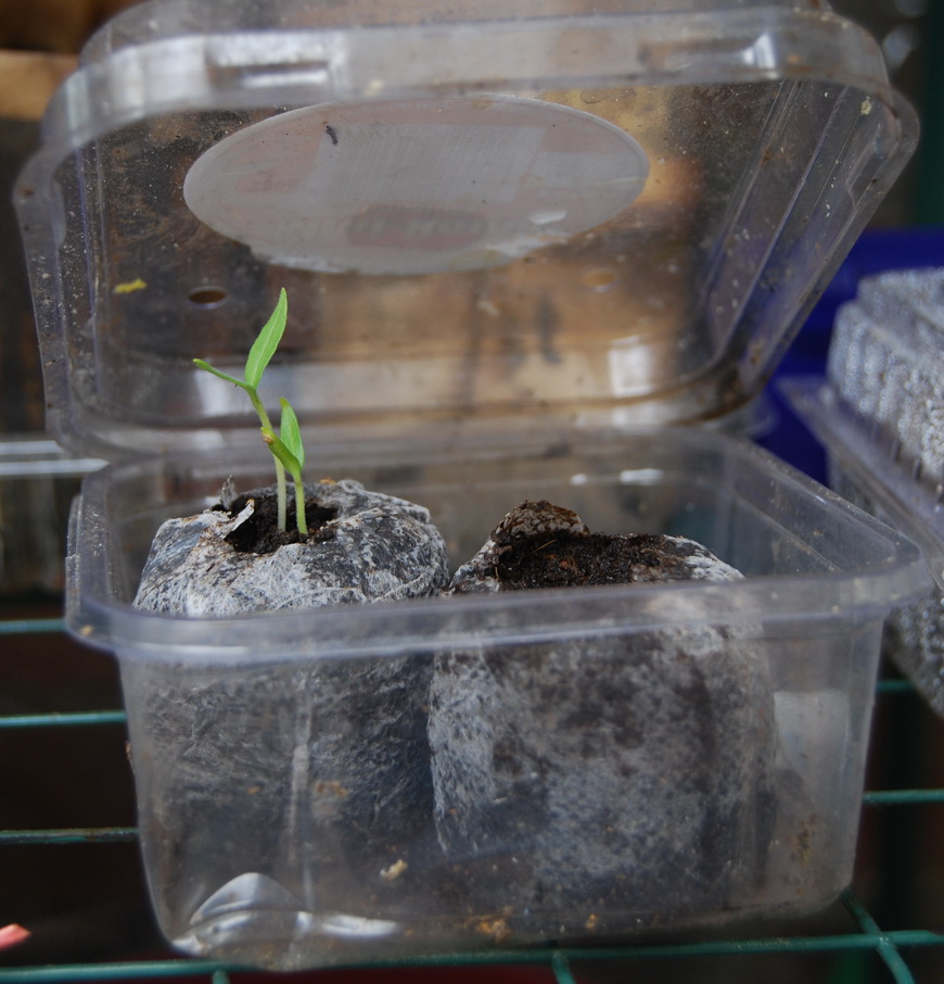 Using a punnet for jiffy pellets