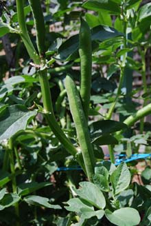 Broad beans