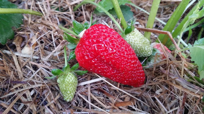 Strawberries homegrown my green garden