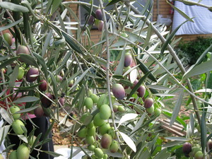Olives to be picked Preserving workshops
