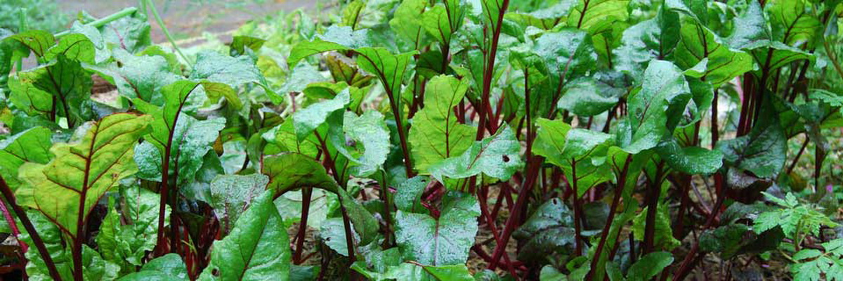 Vegetable Growing Workshops