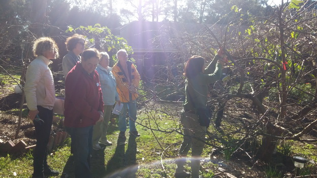 My Green Garden Fruit Tree Workshops