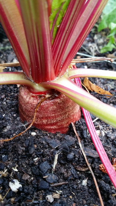 Growing beetroot to make relish food preserving workshops