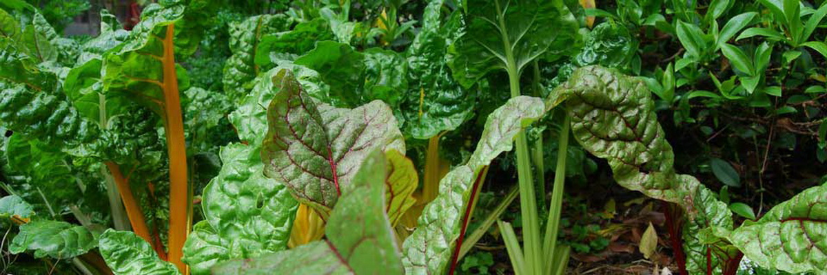 Growing Vegies for Beginners workshops