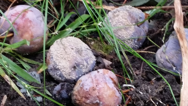 Rotting fruit under plum trees; plant hygiene