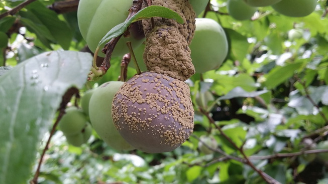 brown rot on plums