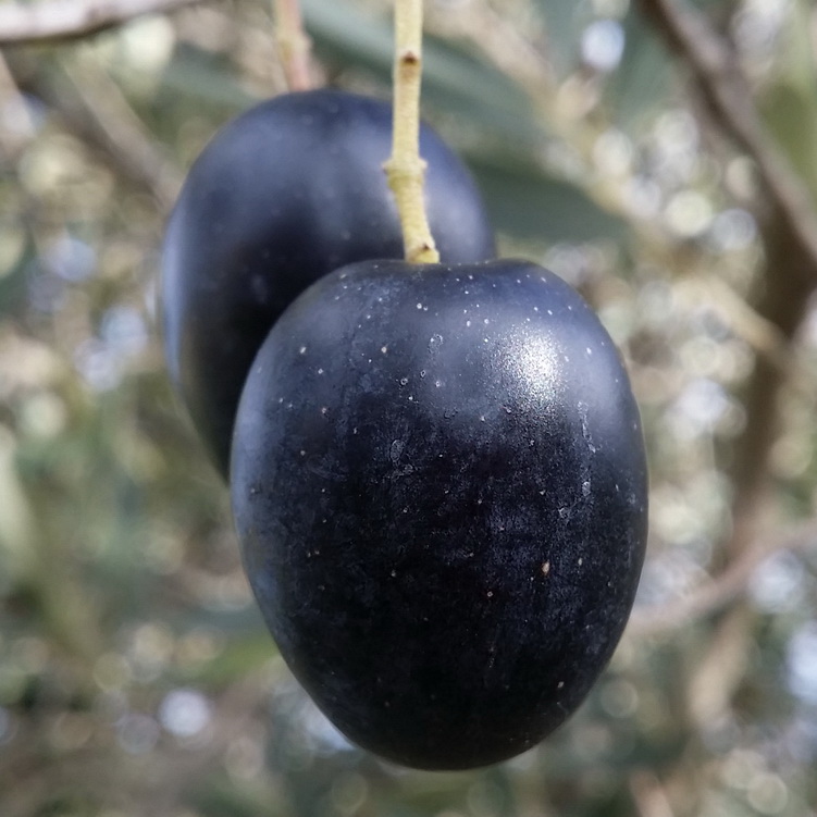 Olive preserving My Green Garden