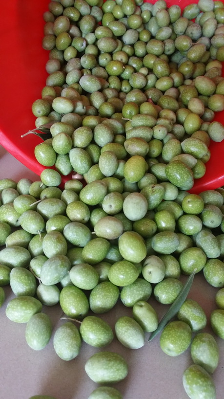 Buckets of olives picked from the trees before the olive preserving workshop by My Green Garden