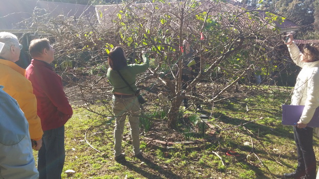 My Green Garden Fruit Tree Workshops