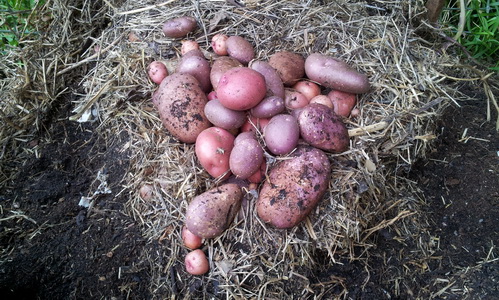 Potato Tower My Green Garden