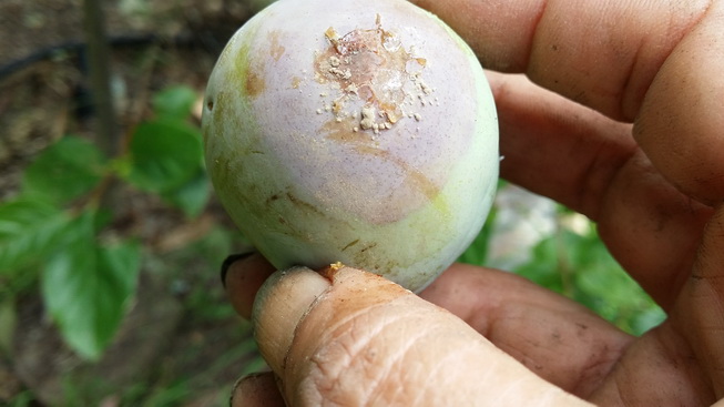 brown rot on plums