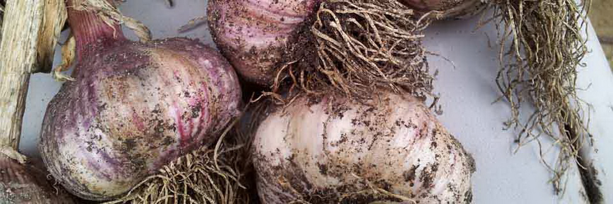 Growing Great Garlic