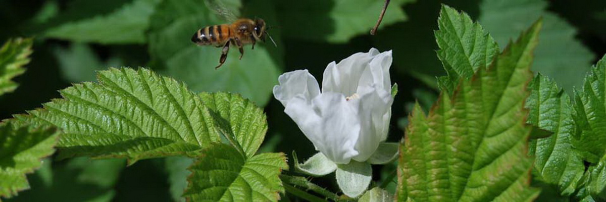 Safer pest control classes to save our essential fauna