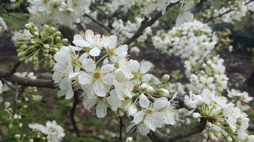 Spring blossoms on the plum 