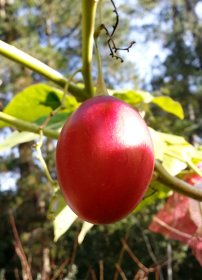 My Green Garden  Fruit trees Tamarillo