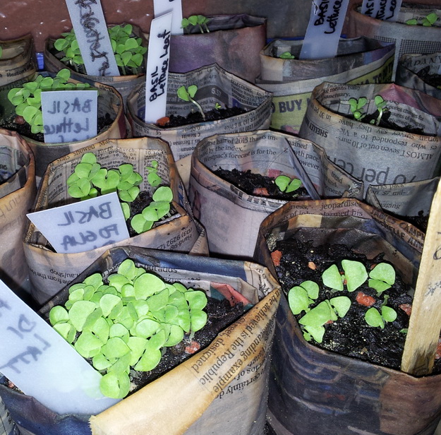 basil in newspaper pots