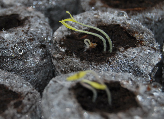 tomatoes germinating in Jiffy pellets